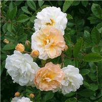 Rose 'Ghislane De Feligande' - Climbing Rose