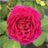 Rose 'Weeka'
