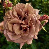 Rose 'Vidal Sassoon' - Hybrid Tea Rose