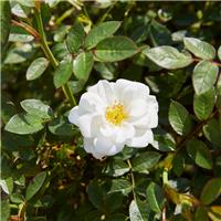 Rose 'Kent' - Groundcover Rose