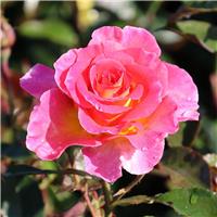 Rose 'Pink Paradise' - Hybrid Tea Rose