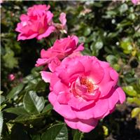 Rose 'Cliff Richard' - Hybrid Tea Rose