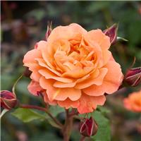 Rose 'Westerland' - Climbing Shrub Rose