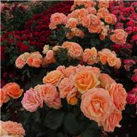 Rose 'Perfect Pet' - Patio Rose