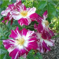 Rose 'Oh Wow' - Climbing Rose