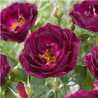 Rose 'Royal Celebration' - Floribunda Rose