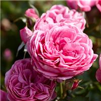 Rose 'Lea' - Climbing Rose