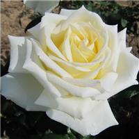 Rose 'The Diamond Wedding' - Hybrid Tea Rose