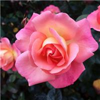 Rose 'Summer Beauty' - Floribunda Rose