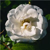 Rose 'County of Yorkshire' - Climbing Rose