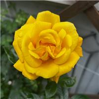 Rose 'Little Miss Sunshine' - Patio Rose