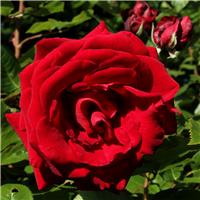 Rose 'Ingrid Bergman' - Hybrid Tea Rose