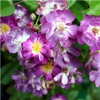 Rose 'Veilchenblau' - Rambling Rose