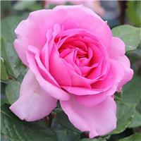 Rose 'Paws' - Shrub Rose