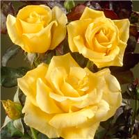 Rose 'Freedom' - Hybrid Tea Rose