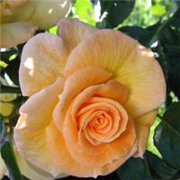 Rose 'Gold Charm' - Climbing Rose