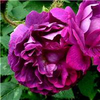 Rose 'William Lobb' - Shrub Rose