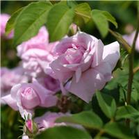 Rose 'Ispahan' - Damask Rose