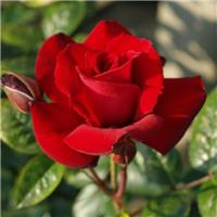 Rose 'Glad Tidings' - Floribunda Rose