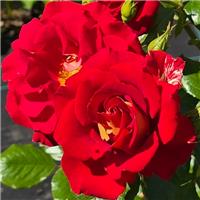 Rose 'Snazee' - Floribunda Rose