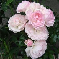 Rose 'Maid of Kent' - Climbing Rose