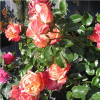 Rose 'Hippy Fashion'