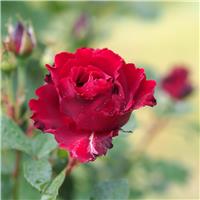 Rose 'Hommage a Barbara' - Hybrid Tea Rose
