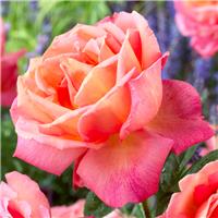 Rose 'Troika' - Hybrid Tea Rose