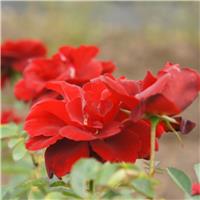Rose 'Ruby Celebrations' - Floribunda Rose