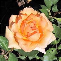 Rose 'Special Occasion' - Hybrid Tea Rose