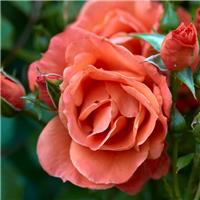 Rose 'Newsflash' - Floribunda Rose