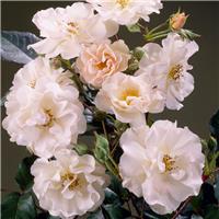 Rose 'Penelope Hobhouse' - Hybrid Musk Rose