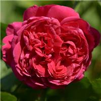 Rose 'Republique de Mantamante' - Floribunda Rose