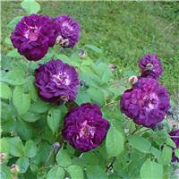 Rose Cardinal de Richelieu - Gallica Rose