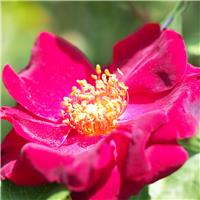 Rose 'Dusky Maiden' - Floribunda Rose