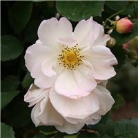 Rose 'Penelope' - Shrub Rose
