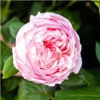 Rosa Pink - Shrub Rose
