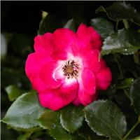 Rose 'Flower Carpet Sunset' - Ground Cover Rose