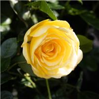 Rose 'Summer Gold' - Floribunda Rose