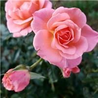 Rose 'Star Performer' - Climbing Rose