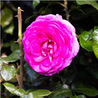 Rosa 'Oceana' - Hybrid Tea Rose