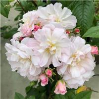 Rose 'Siluetta Sweet' - Rambling Rose