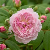 Rose 'Siluetta Romantic' - Rambling Rose