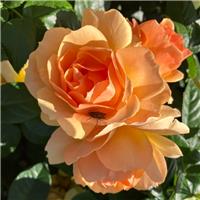 Rosa Orange - Shrub Rose