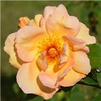 Rosa 'MaiGold' - Climbing Rose