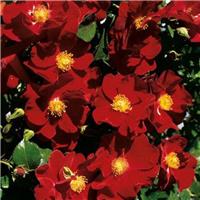 Rose 'Flower Carpet Ruby'