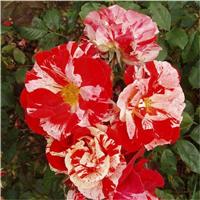 Rose Hanky Panky - Floribunda Rose