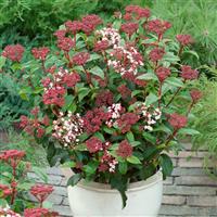 Viburnum tinus - Laurustinus