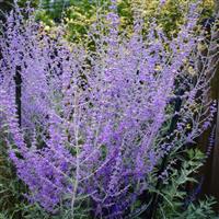 Perovskia Little Spire - Russian Sage Little Spire
