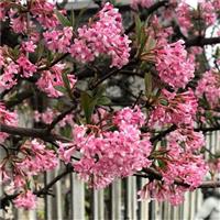 Viburnum bodnantense Dawn